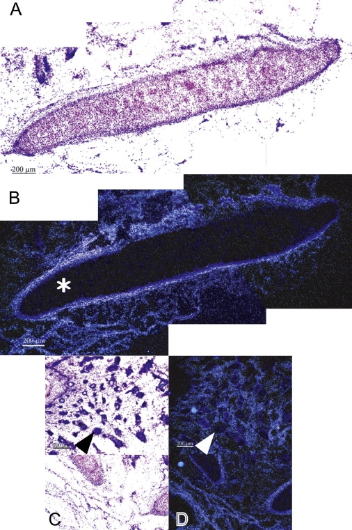 Figure 5