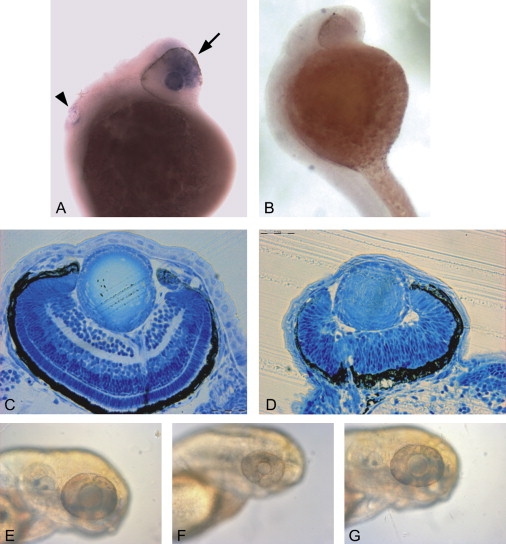 Figure 6