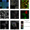 Figure 3—figure supplement 1.