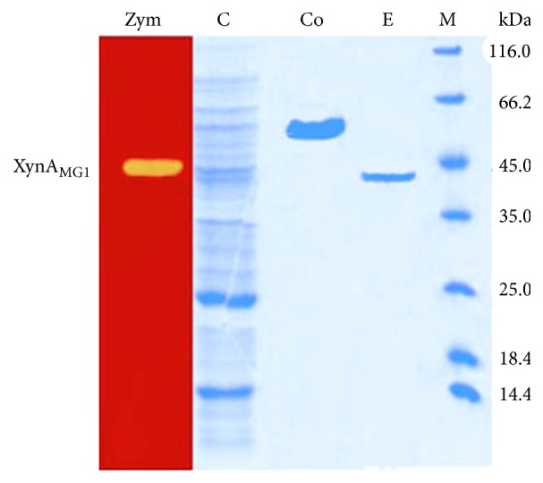 Figure 4