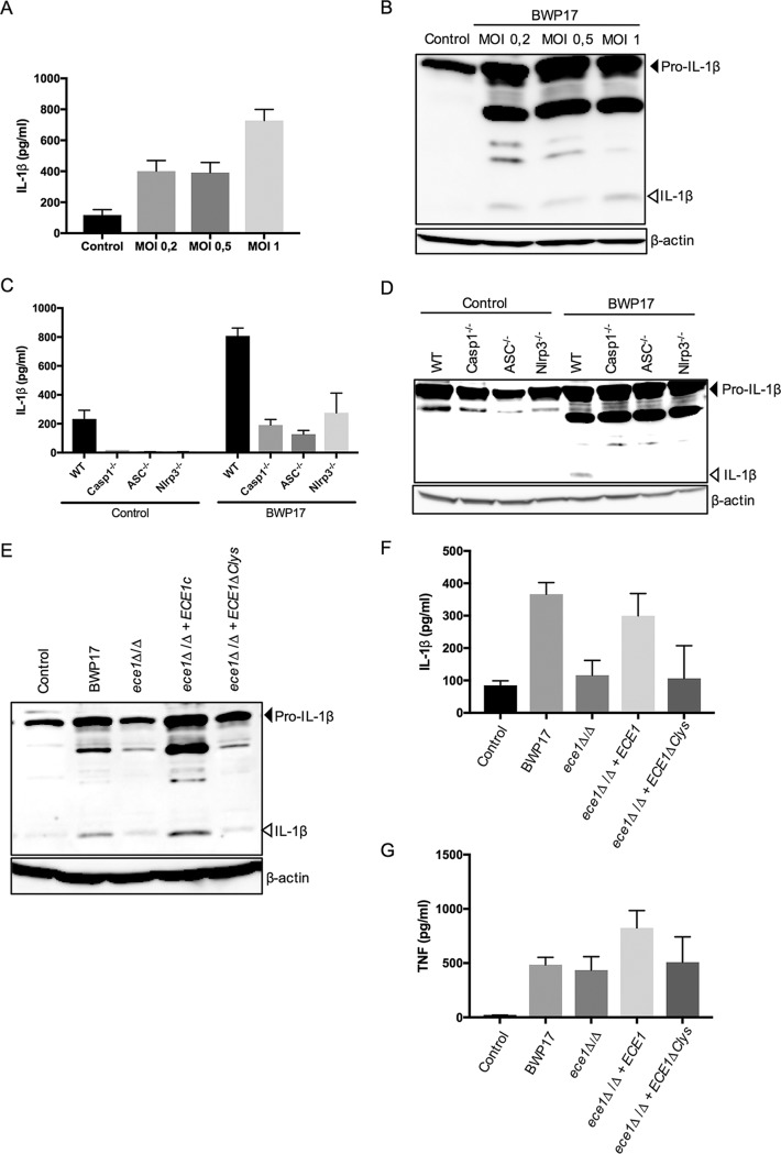 FIG 2