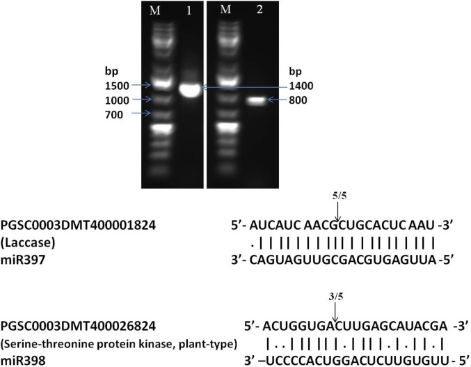 Fig 7