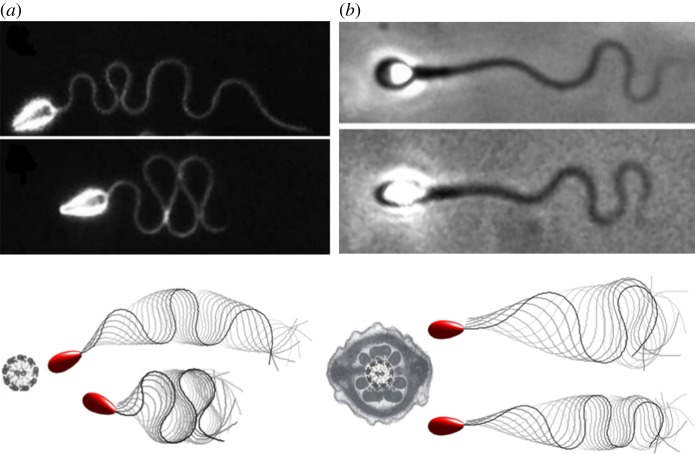 Figure 6.