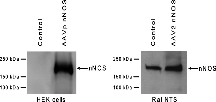 Fig. 6