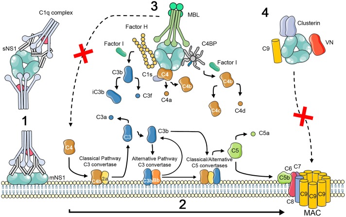 FIGURE 1