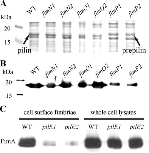 FIG. 3.