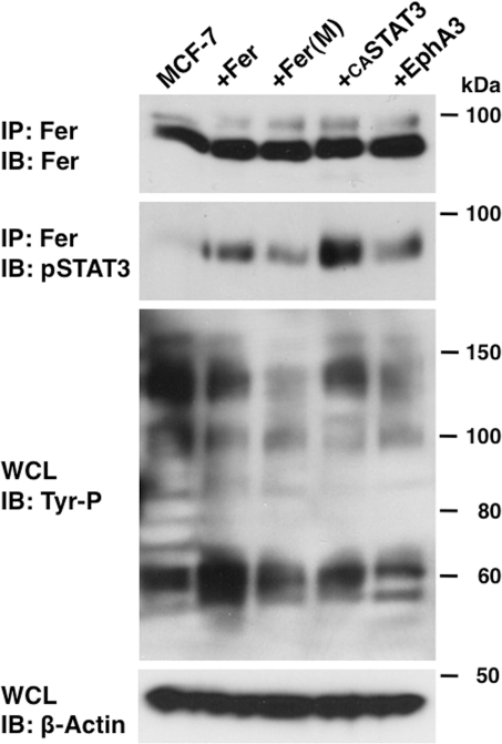 FIGURE 7: