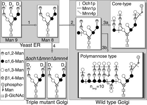 FIG. 1.