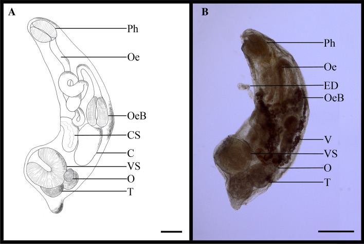 Fig. 2