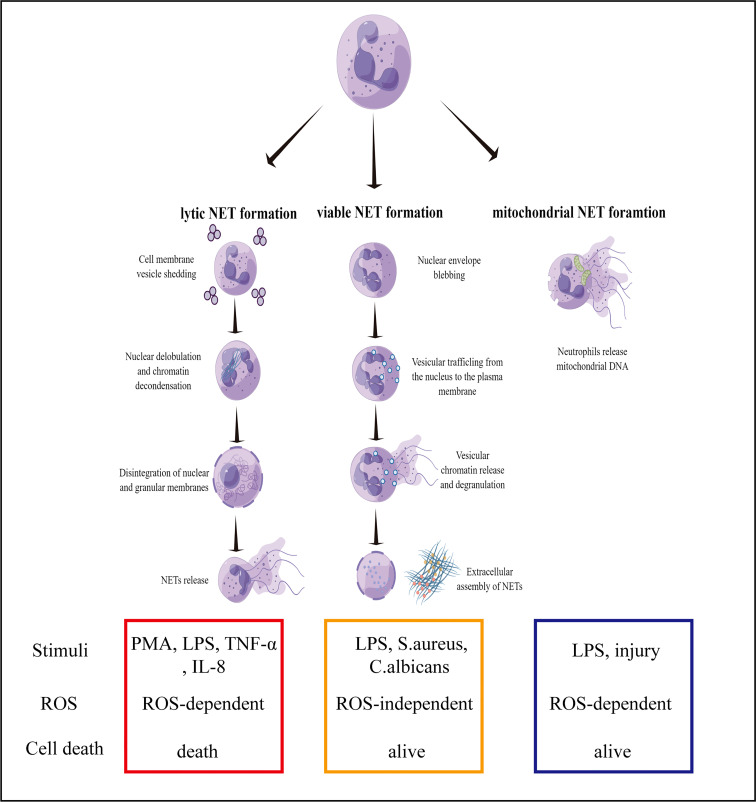 Figure 1