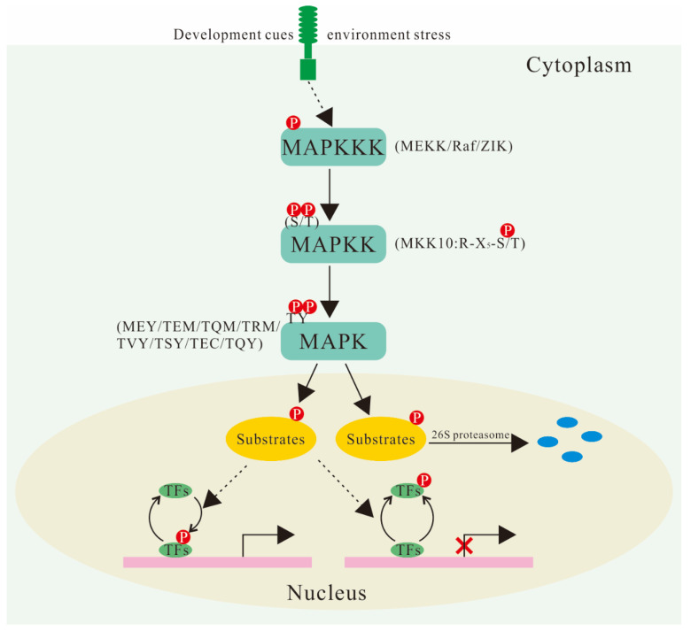 Activated Protein Kinase and Substrate Identification in Plant ... Biology Diagrams