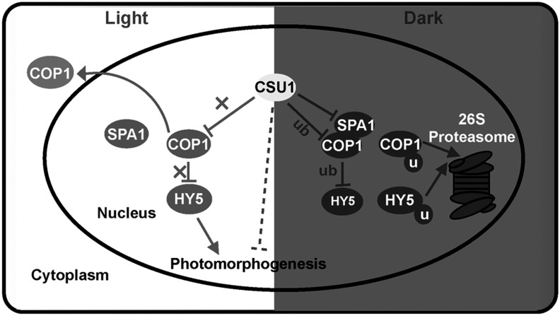 Figure 9.