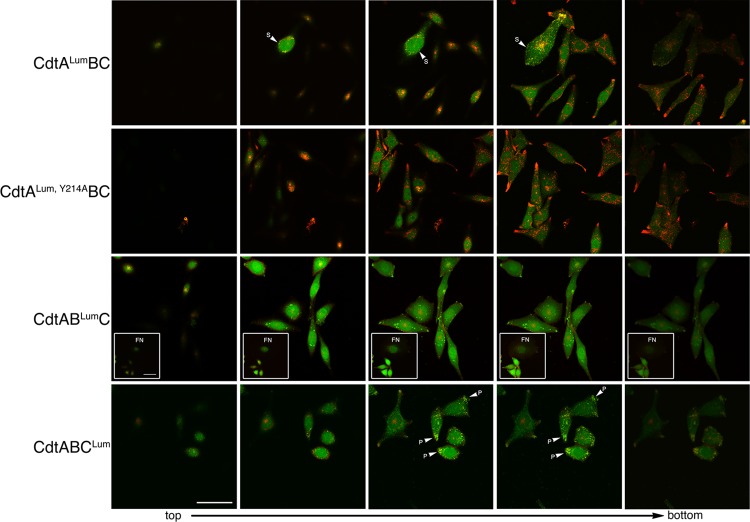 Fig 3