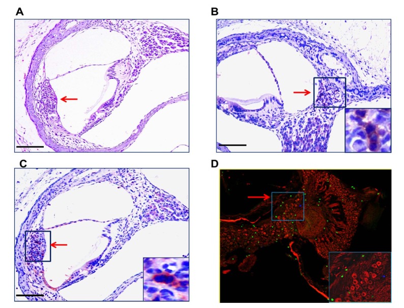 Fig 8