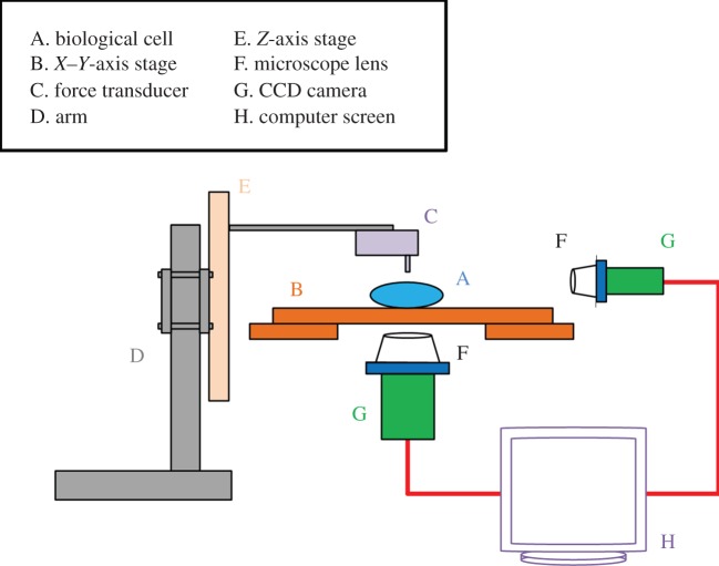 Figure 11.