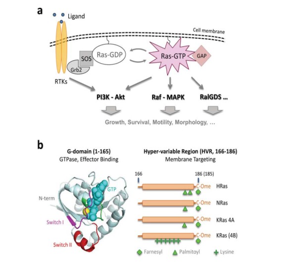 Fig. (1)