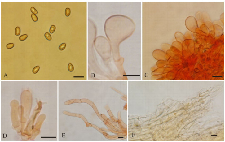 New Species of Mallocybe and Pseudosperma from North China - PMC