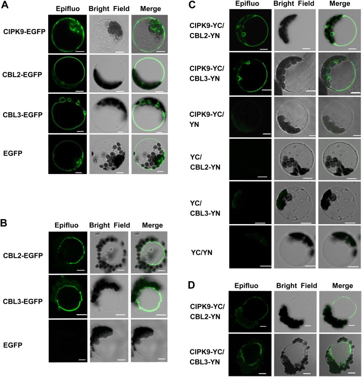 Figure 6.