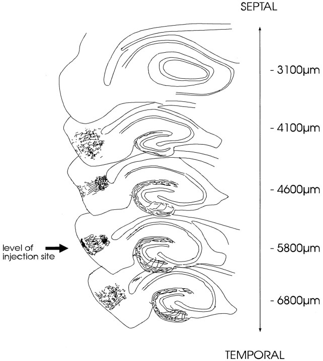 Fig. 8.