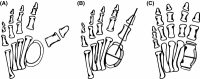 Fig. 6