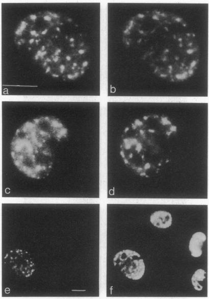 graphic file with name pnas01066-0504-a.jpg