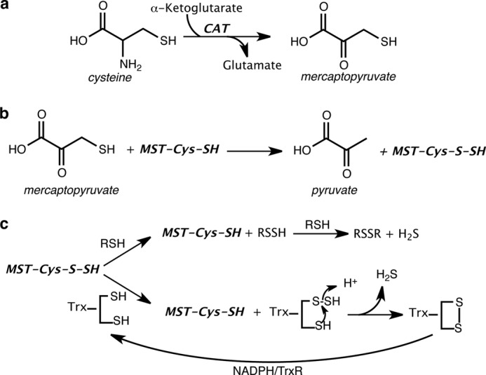 FIGURE 1.