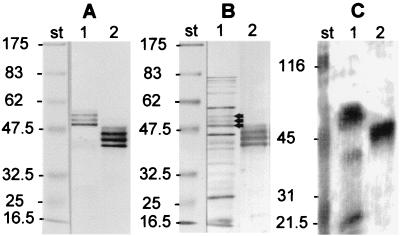 FIG. 3