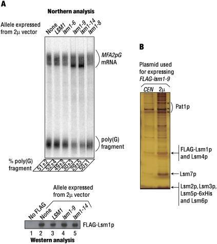 FIGURE 4.