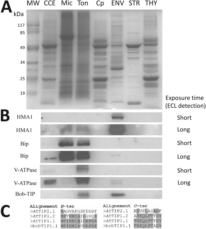 Fig. 9.