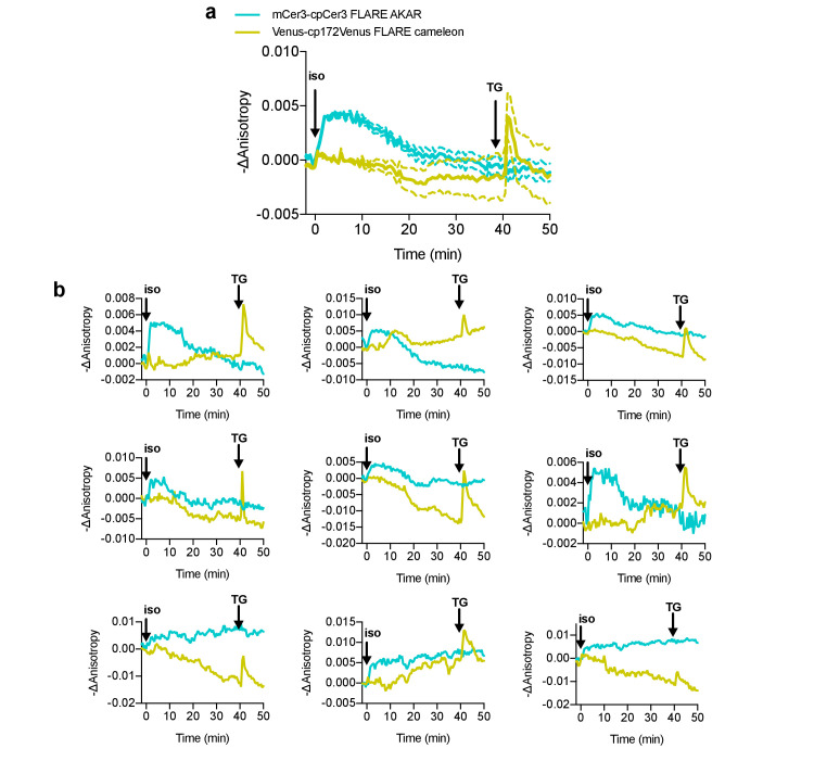 Figure 4—figure supplement 3.