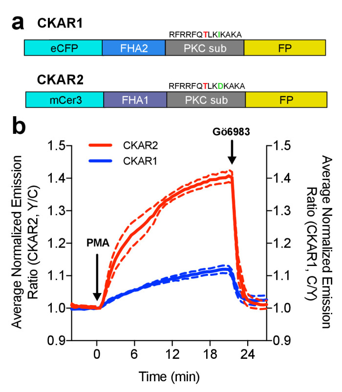 Figure 2—figure supplement 2.