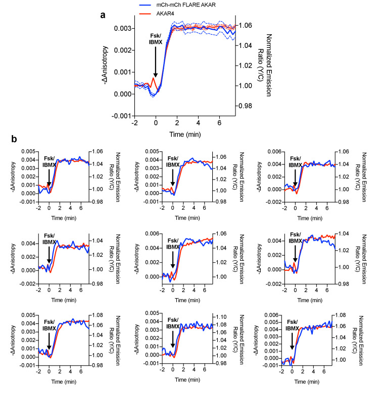 Figure 1—figure supplement 6.