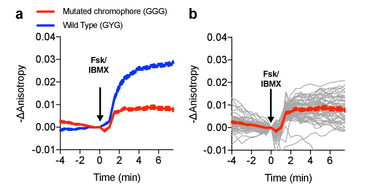 Figure 1—figure supplement 5.