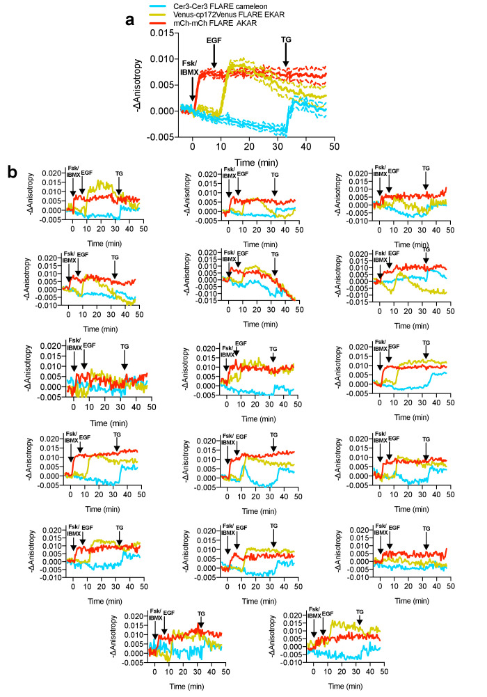 Figure 4—figure supplement 1.