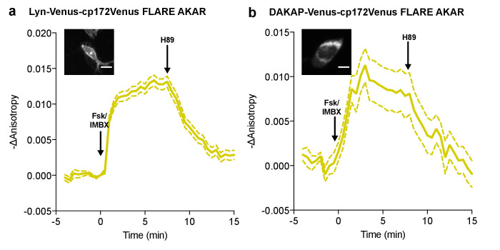 Figure 1—figure supplement 7.