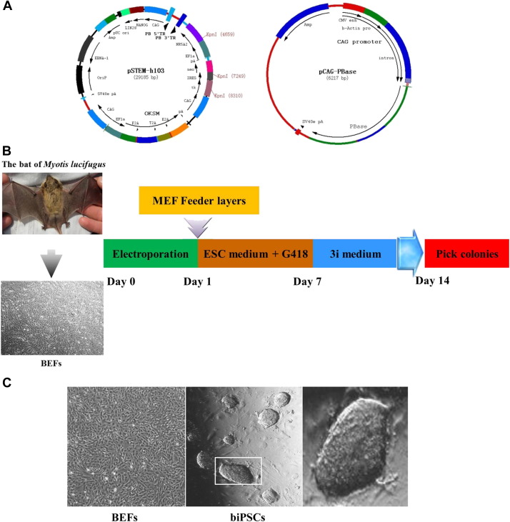 Fig. 1