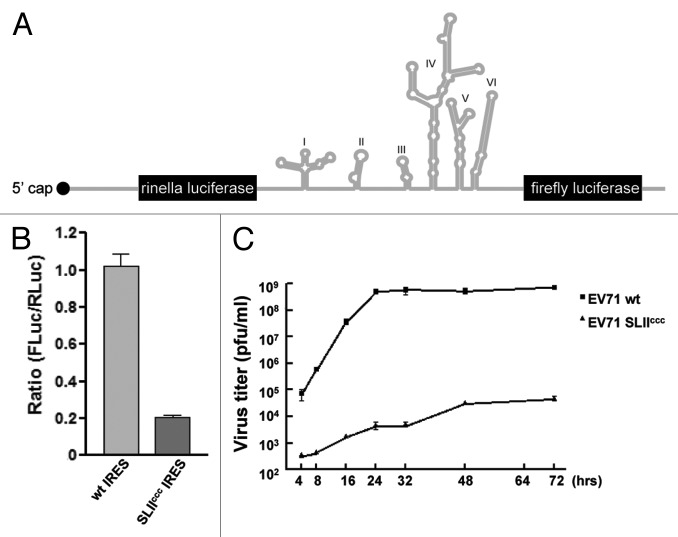 graphic file with name rna-10-1136-g5.jpg