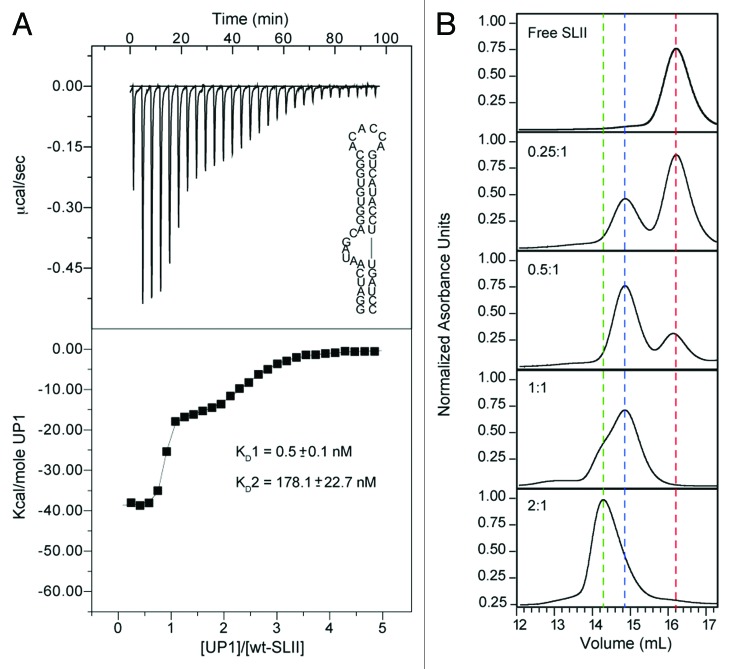 graphic file with name rna-10-1136-g3.jpg