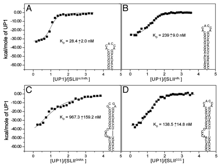 graphic file with name rna-10-1136-g4.jpg