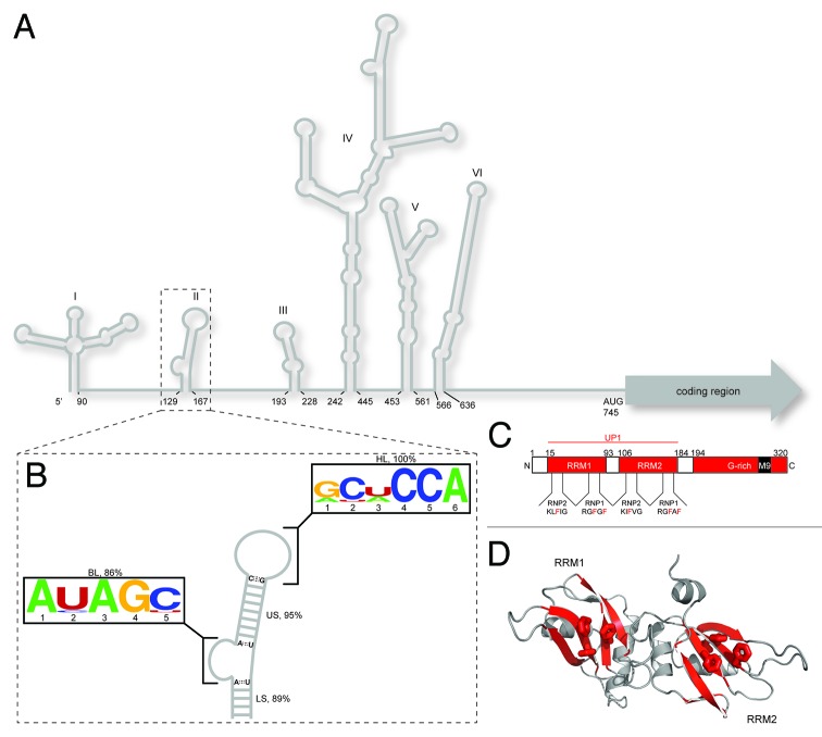 graphic file with name rna-10-1136-g1.jpg