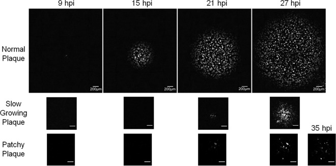 FIG 2