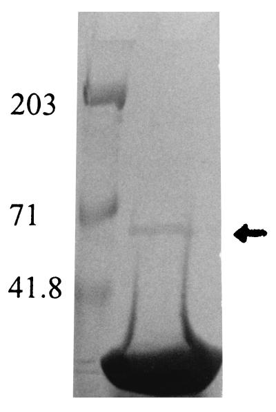 FIG. 6