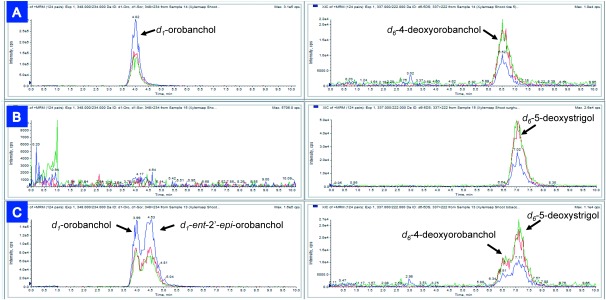 Fig. 2. LC-MS/MS (MRM) chromatograms of extracts of shoots of rice (A), sorghum (B), and tobacco (C) harvested 20 hr after treatment. In the chromatograms, blue, red, and green traces indicate transitions of m/z 348–234, 348–206, and 348–97 for d1-orobanchol and its isomers, and transitions of m/z 337–240, 337–222, and 337–97 for d6-4-deoxyorobanchol and its isomers.