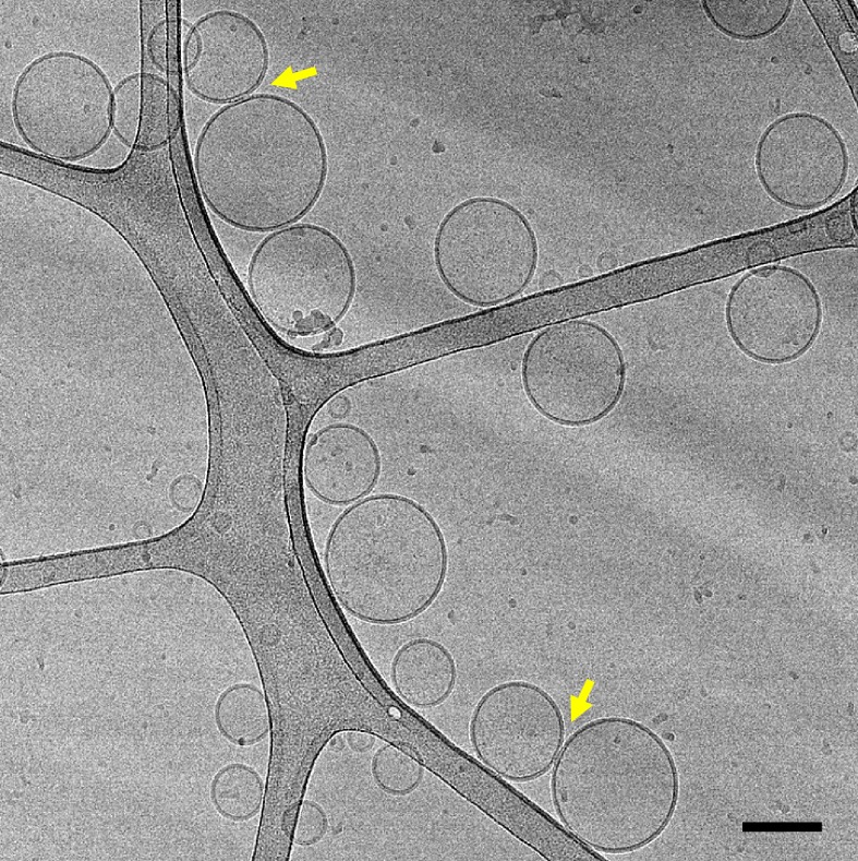 Figure 2—figure supplement 3.