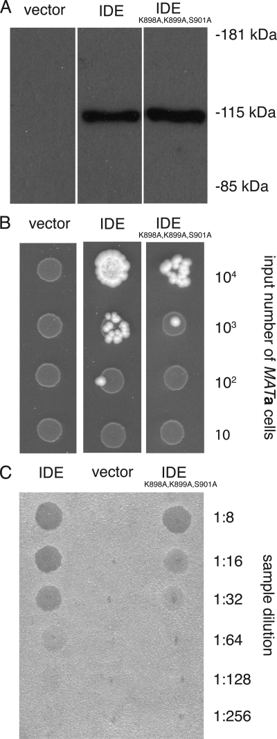 FIGURE 9.