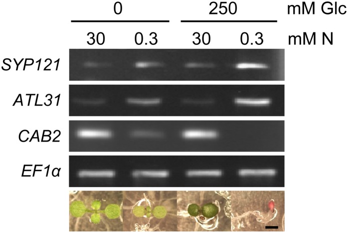 Figure 2.