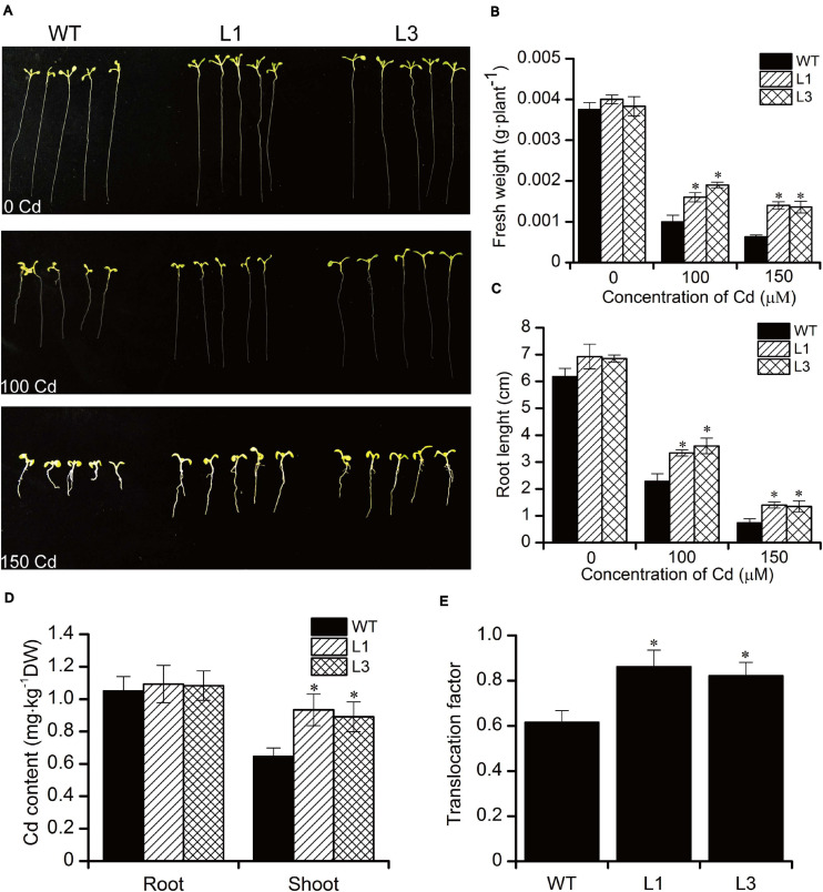 FIGURE 4