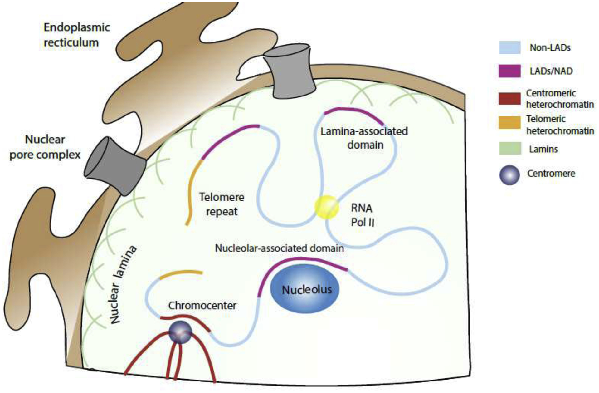 Figure 1: