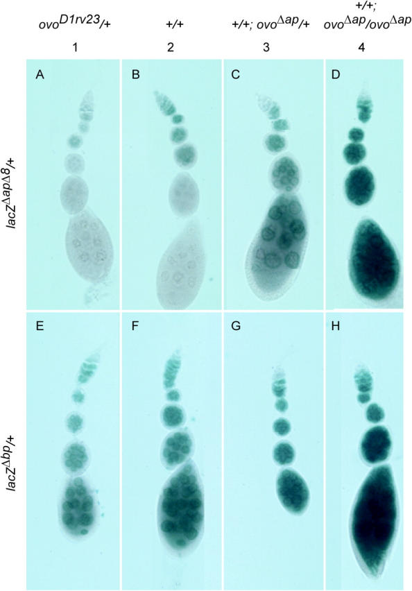 Figure 7.—