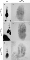 F<sc>igure</sc> 6.—